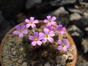 Dionysia khatamii